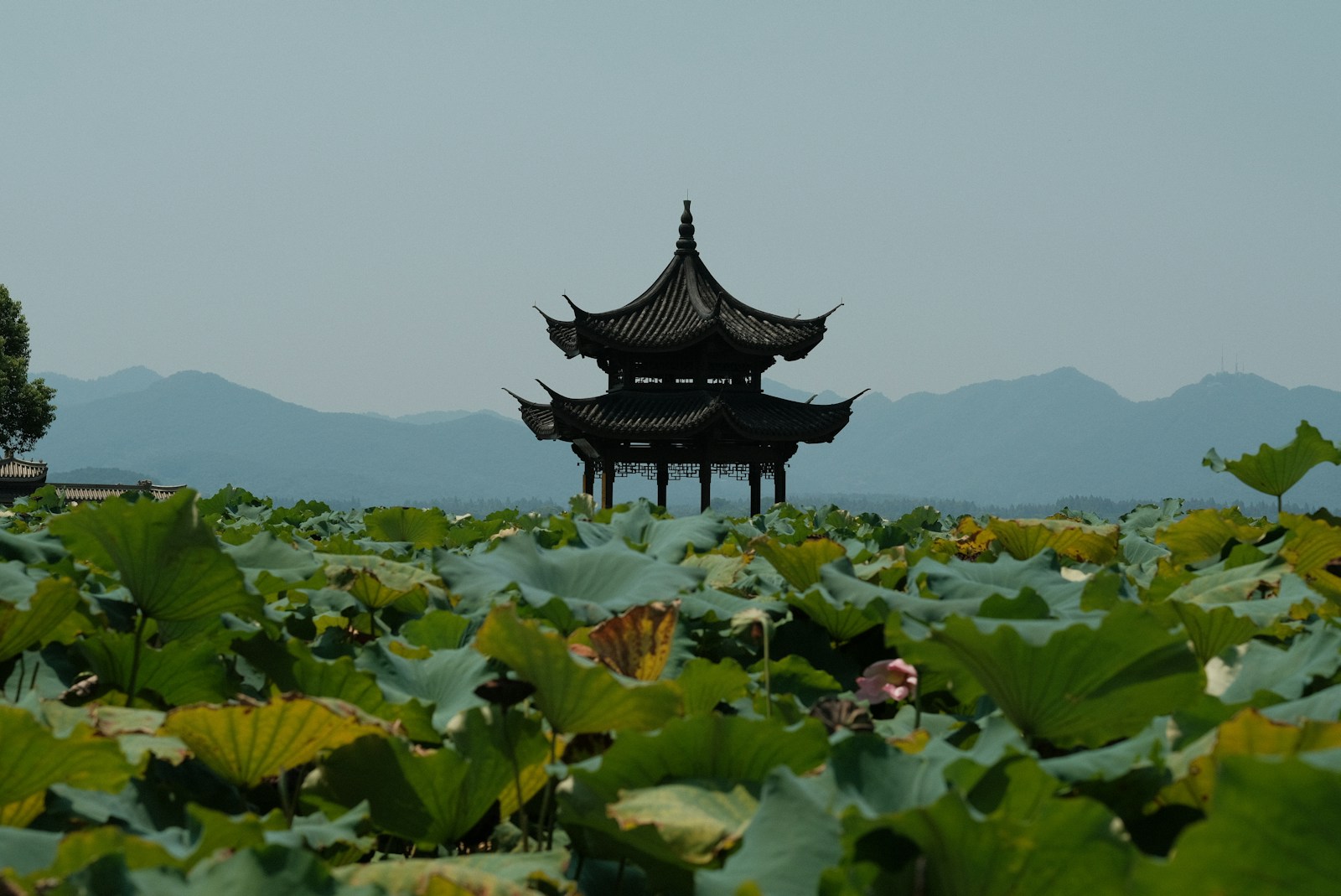 Pavilion rising over lotus leaves at West Lake, Hangzhou, Zhejiang
