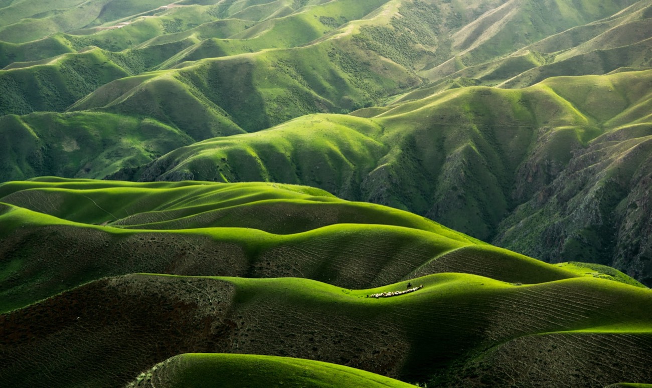 The green grasslands and lavender fields of the Ili valley near Yining, Xinjiang