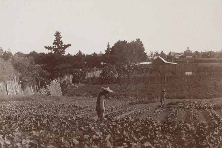 A Chinese market gardener in a wide straw hat working rows of vegetables, around 1901, with a timber fence and trees behind.