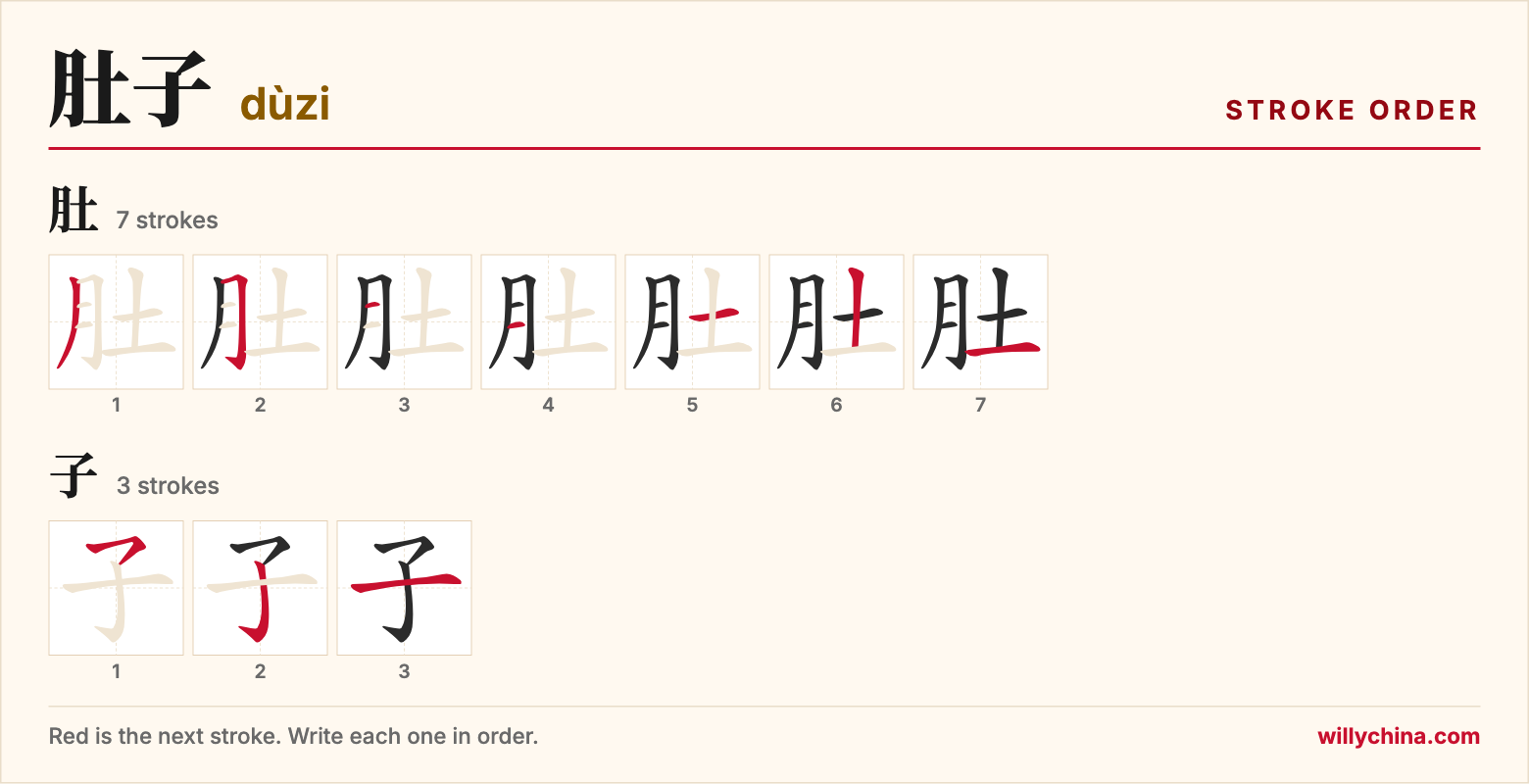 肚子 (dùzi) stroke order chart: each stroke of the characters in the order you write them
