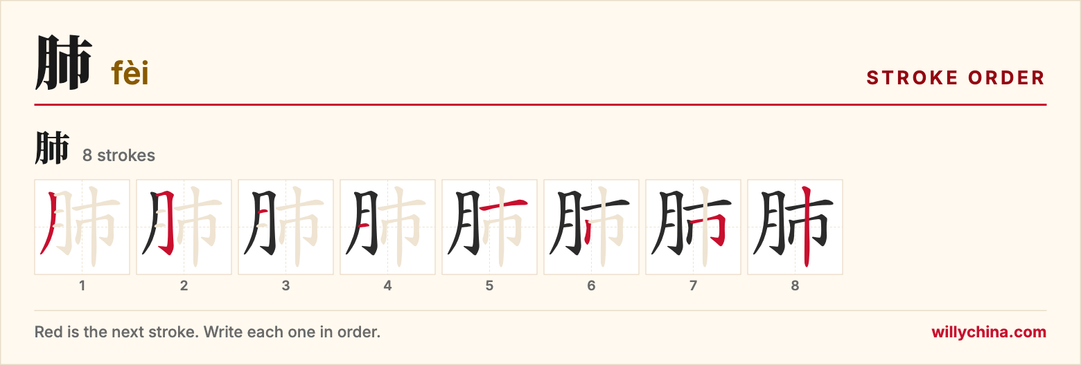 肺 (fèi) stroke order chart: each stroke of the character in the order you write it