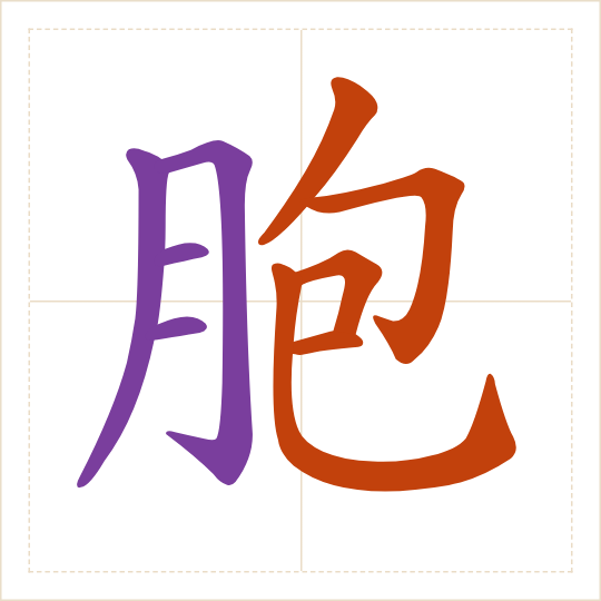 The character 胞 (bāo) with each of its parts in a different colour