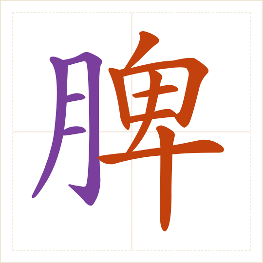 The character 脾 (pí) with each of its parts in a different colour