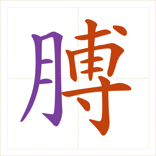 The character 膊 (bó) with each of its parts in a different colour