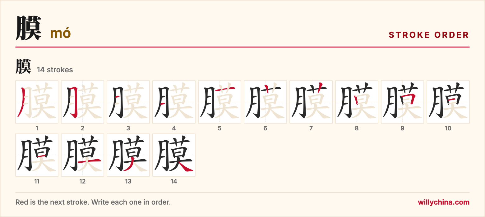 膜 (mó) stroke order chart: each stroke of the character in the order you write it