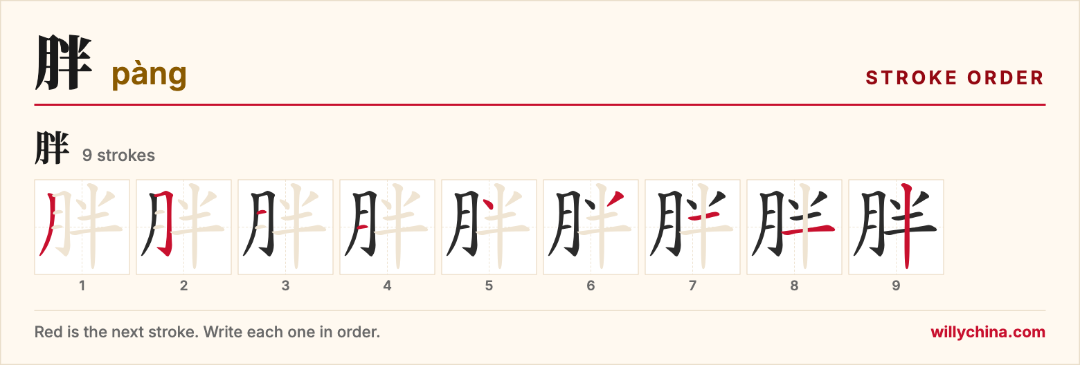 胖 (pàng) stroke order chart: each stroke of the character in the order you write it