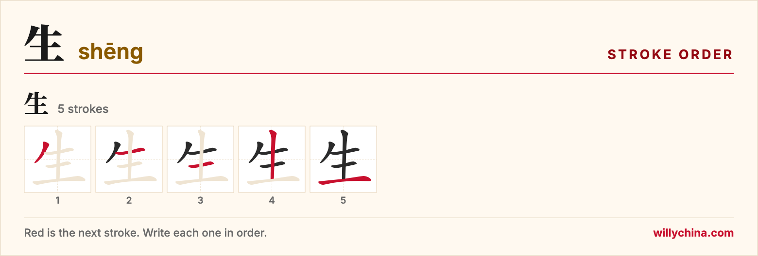 生 (shēng) stroke order chart: each stroke of the character in the order you write it