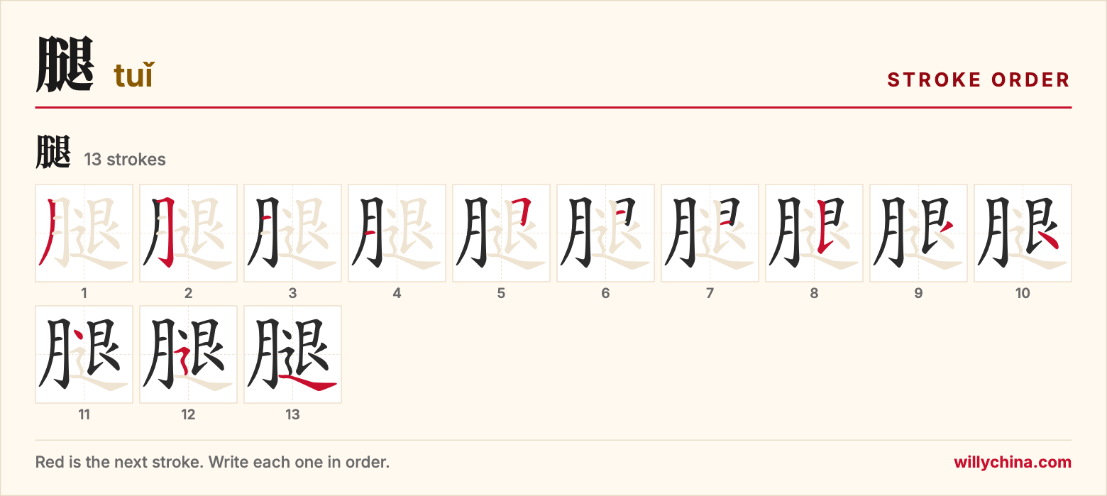 腿 (tuǐ) stroke order chart: each stroke of the character in the order you write it