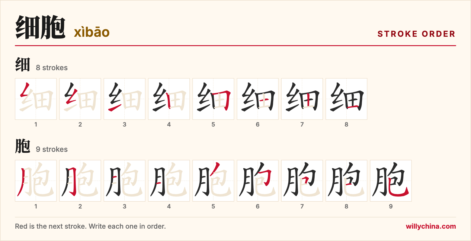 细胞 (xìbāo) stroke order chart: each stroke of the characters in the order you write them
