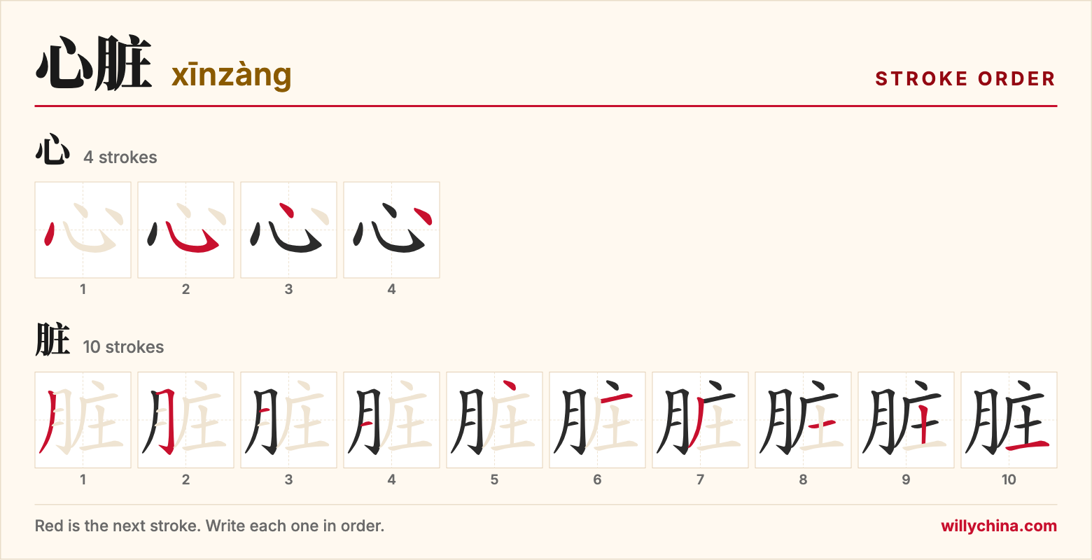 心脏 (xīnzàng) stroke order chart: each stroke of the characters in the order you write them