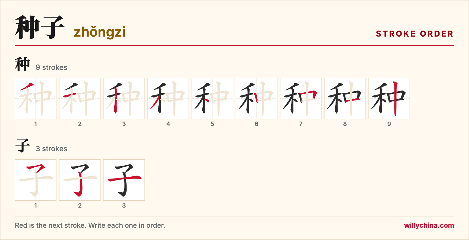 种子 (zhǒngzi) stroke order chart: each stroke of the characters in the order you write them