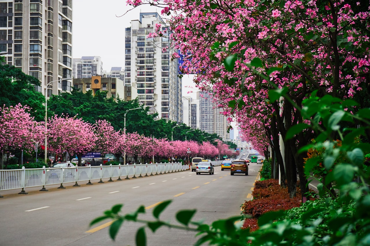 Pink blossom trees in front of city buildings in Liuzhou, Guangxi