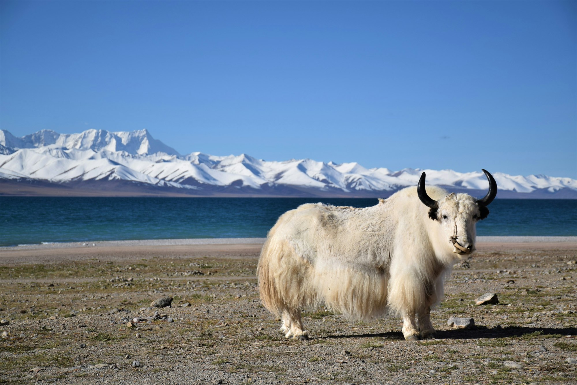 A yak grazing on the high Tibetan plateau, Tibet, China