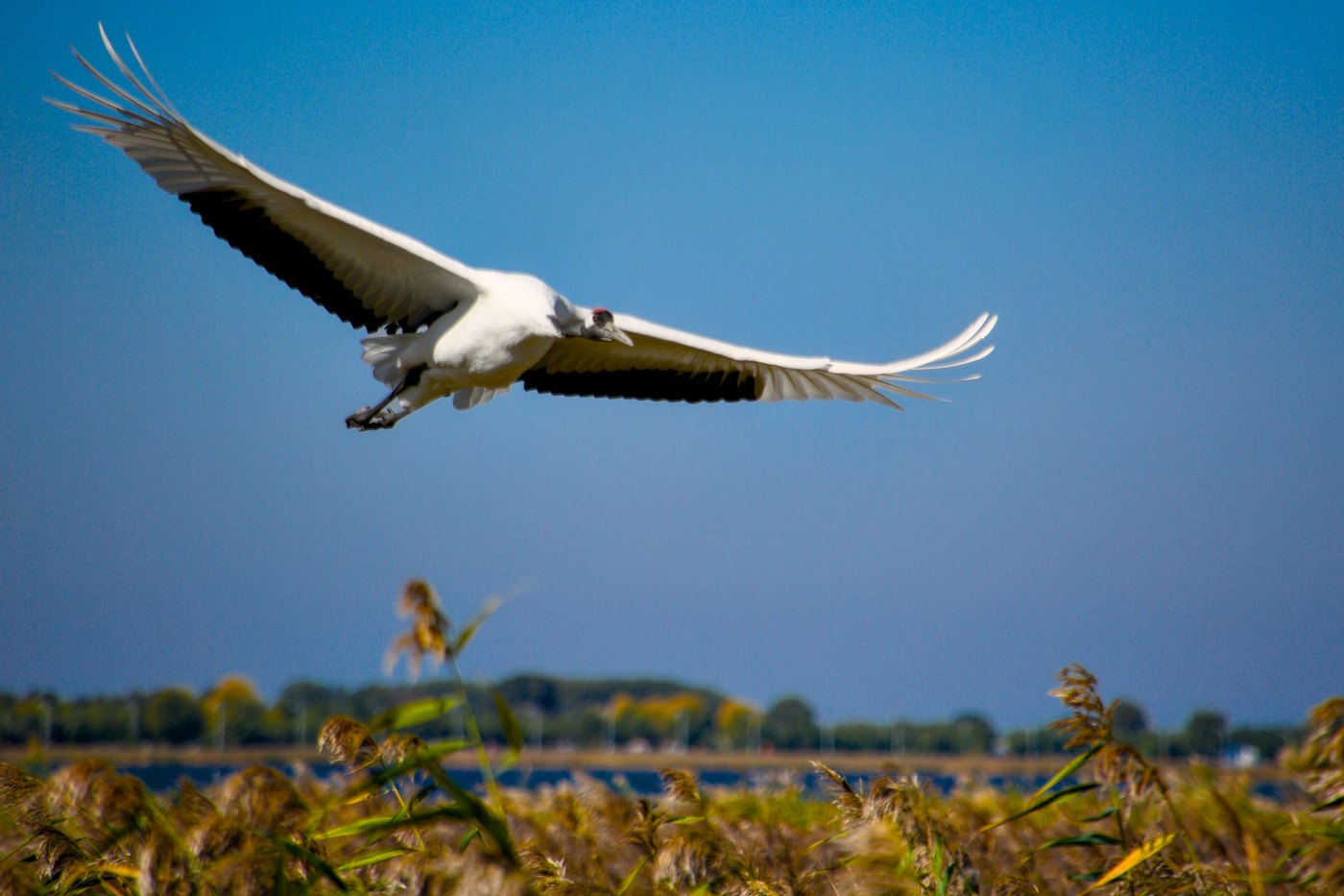 A red-crowned crane in flight over Zhalong wetlands near Qiqihar, Heilongjiang